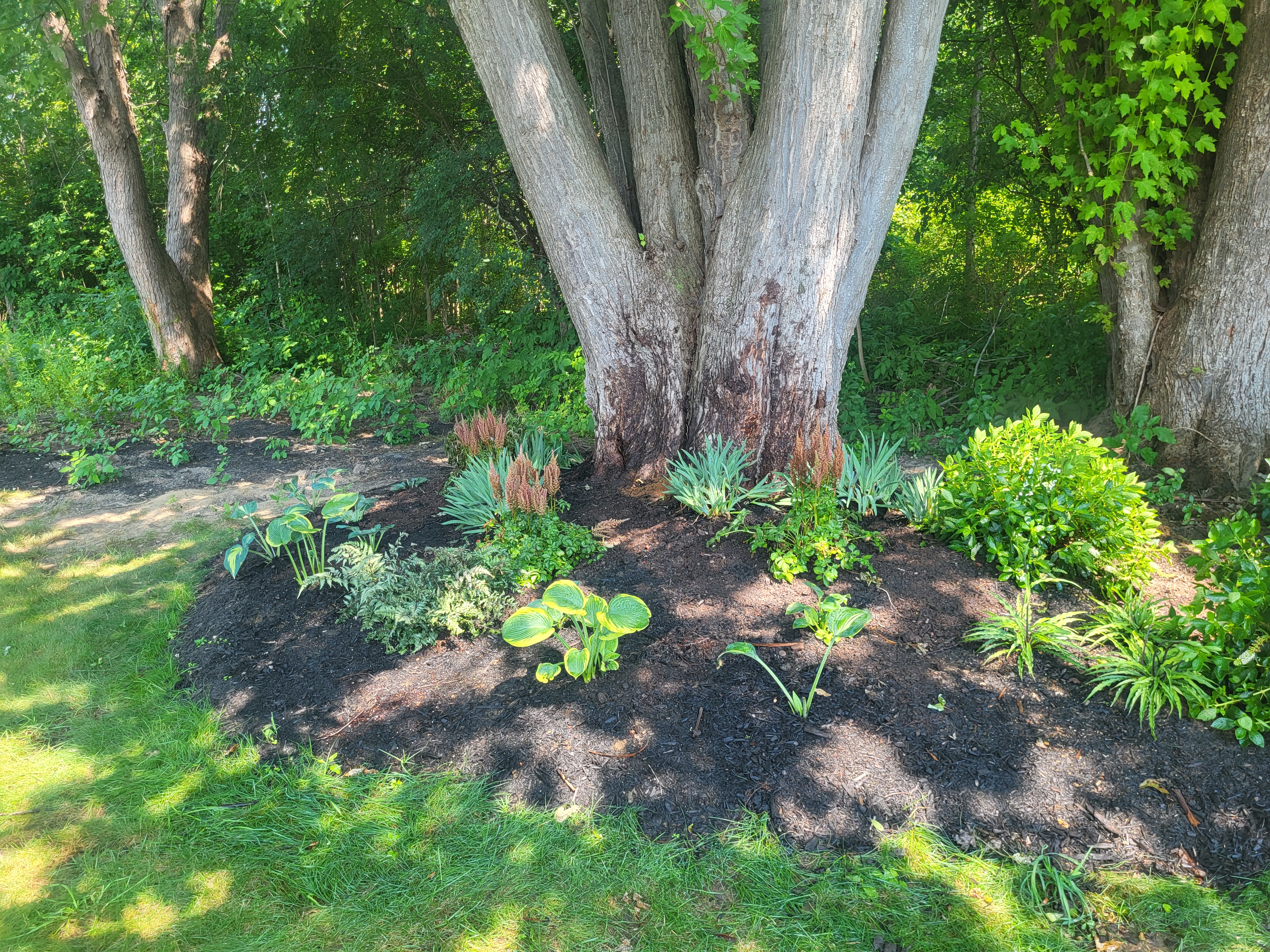 Freshly maintained garden bed